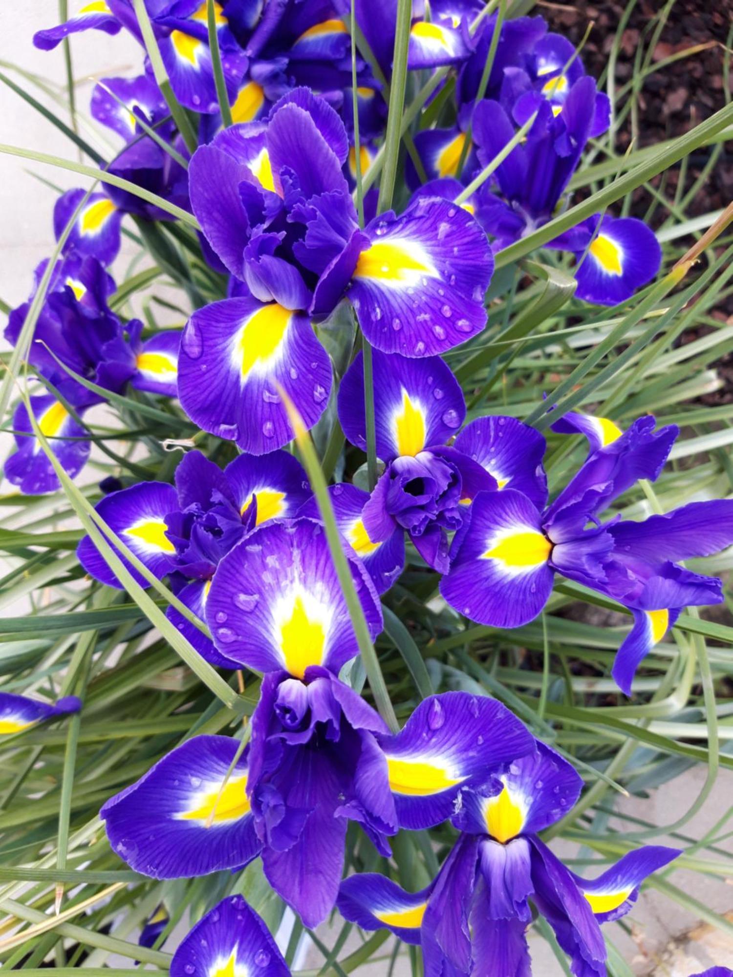 Iris Apartment Mlini Chambre photo
